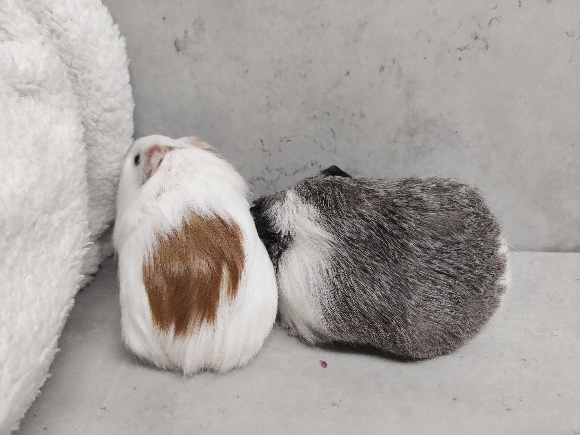 Świnki morskie młode sklep zoologiczny Julianowska 7 b Łódź