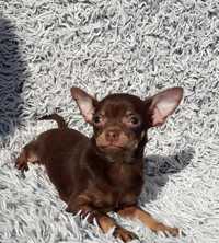 Chihuahua suczka czekoladowa 9 miesięcy