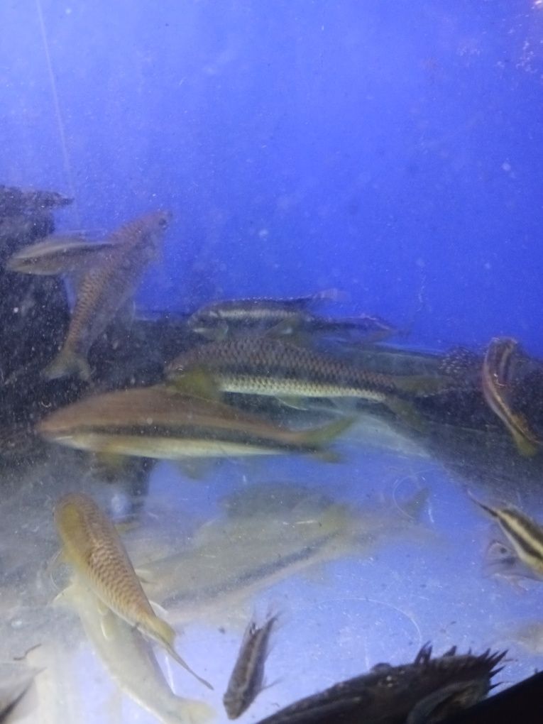 Kribensis juvenis e adultos