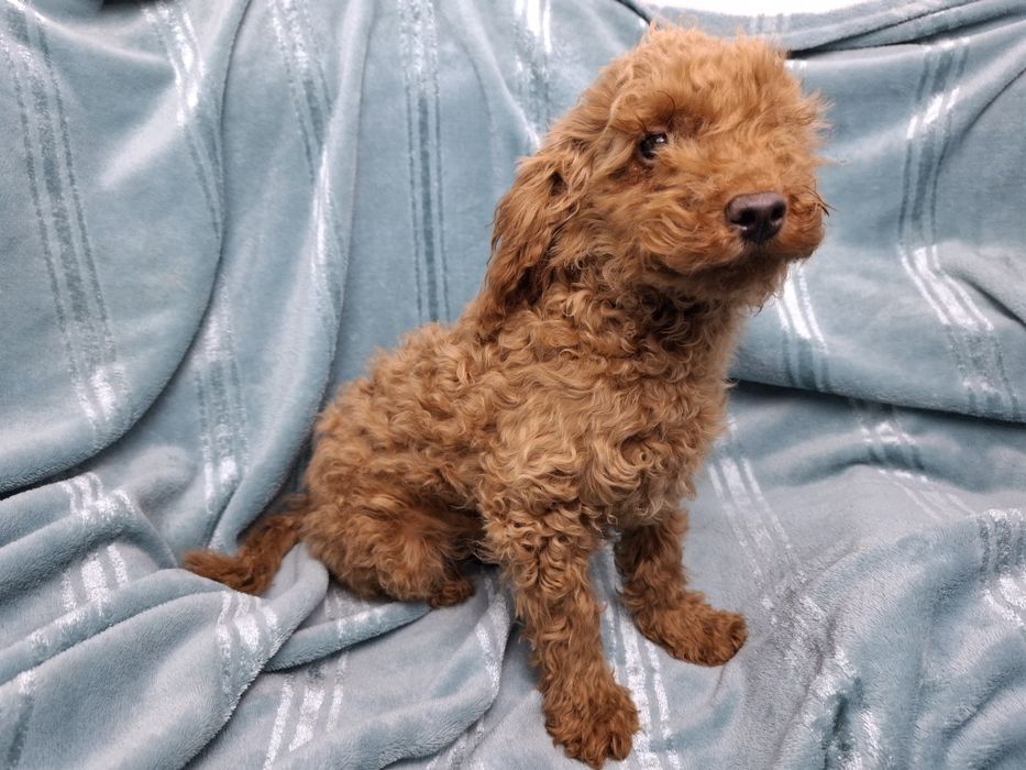 pudel miniaturowy szczeniak