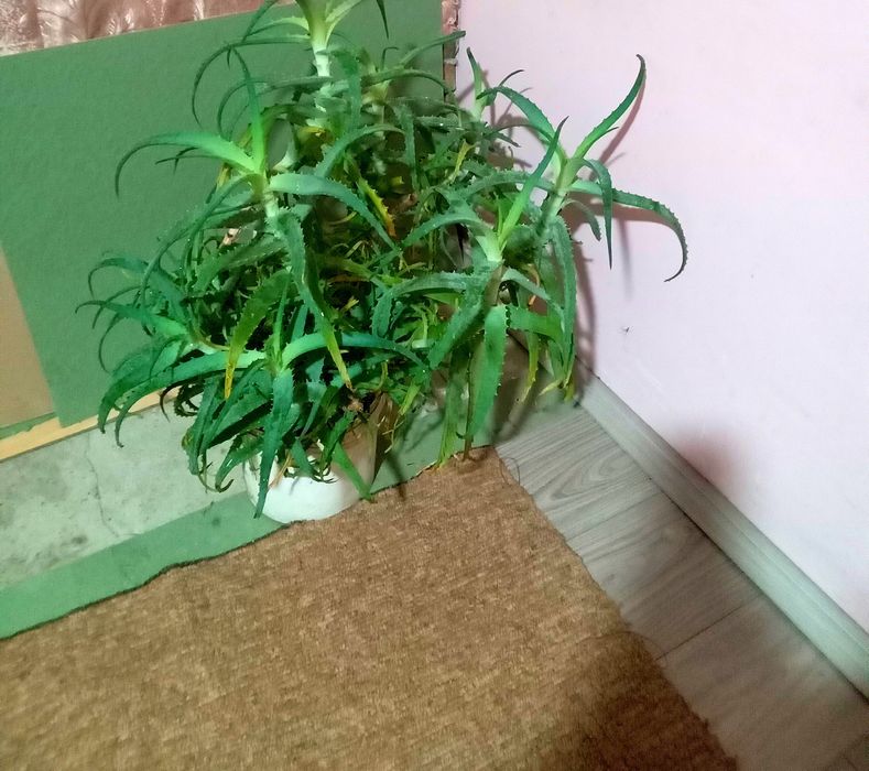 Продам алоє недорого