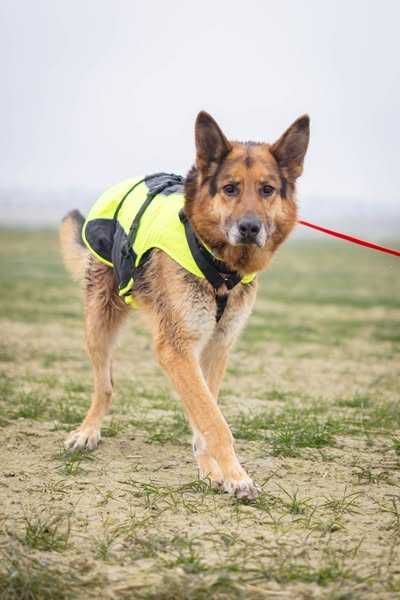 Posłuszny Axel owczarek pilnie szuka domku