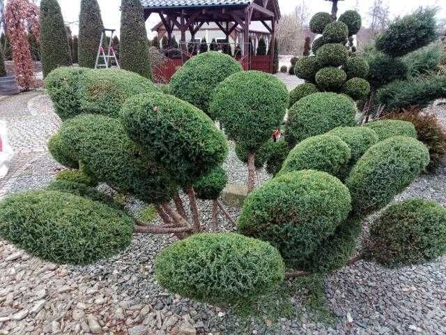 Szkółka drzewek ozdobnych i formowanych, duży wybór drzewek bonsai