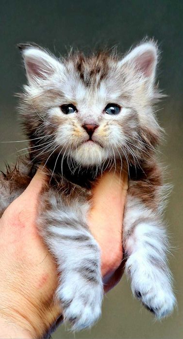 Maine coon, piękny, czarny srebrzysty kocurek