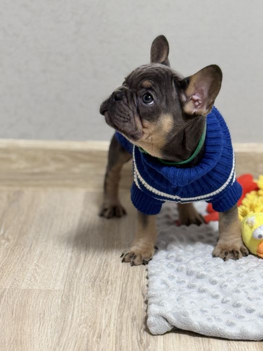 Професійно вирощені малята готові до переїзду!Доставка