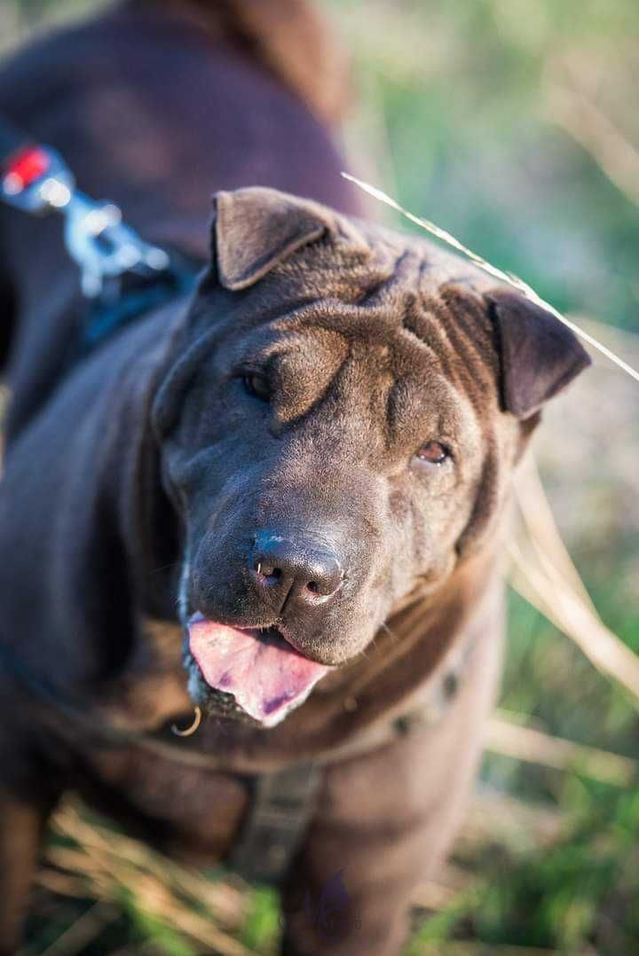 Shar pei dla doświaczonych opiekunów