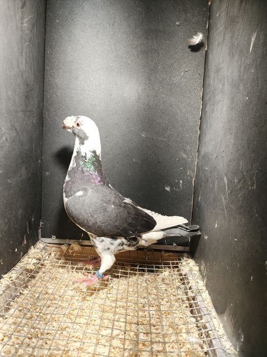 Gołębie staropolskie