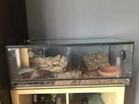 Terarium szklane