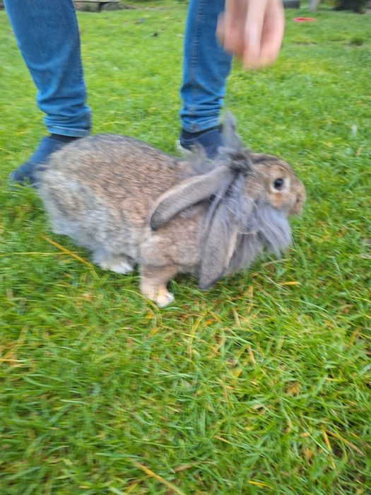 Samiczka LEW olbrzym