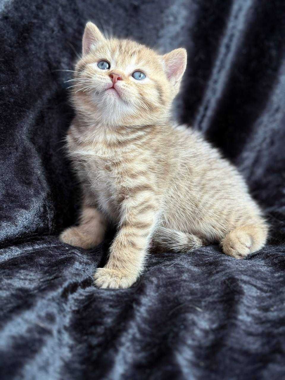Kocięta szkocki (scottish fold, scottish straight)