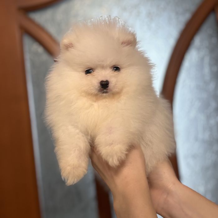 шикарний хлопчик шоу классу