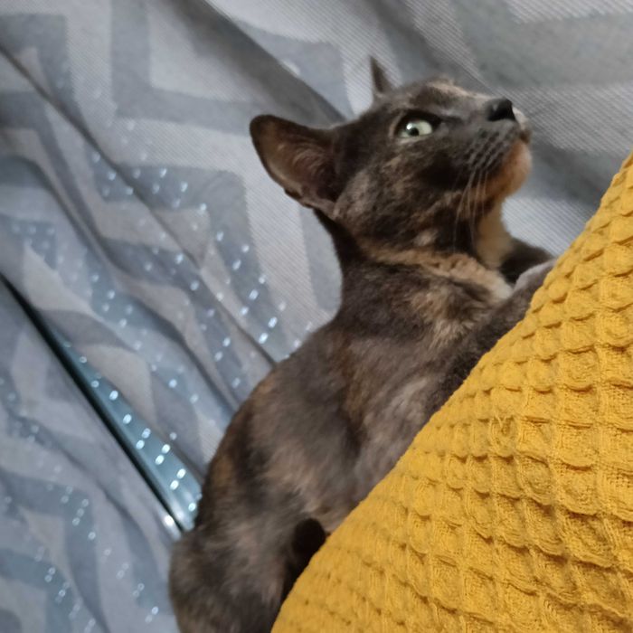 Urgente!!! Doa-se duas gatas mãe e filha, não posso ficar com elas