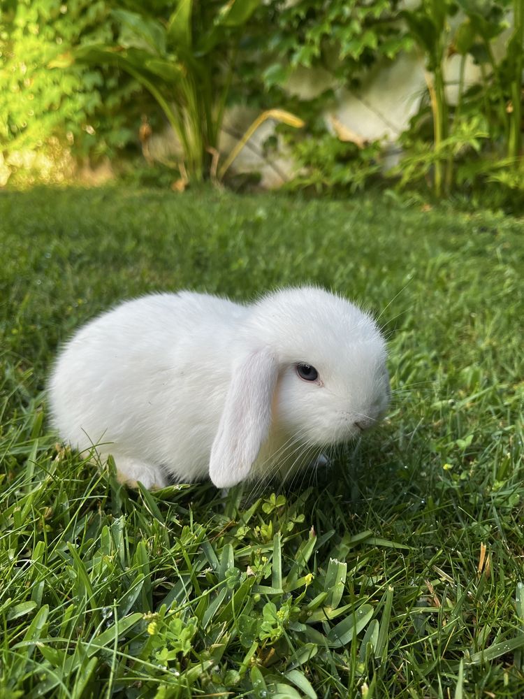 Criador coelhos orelhudos (MiniLop)