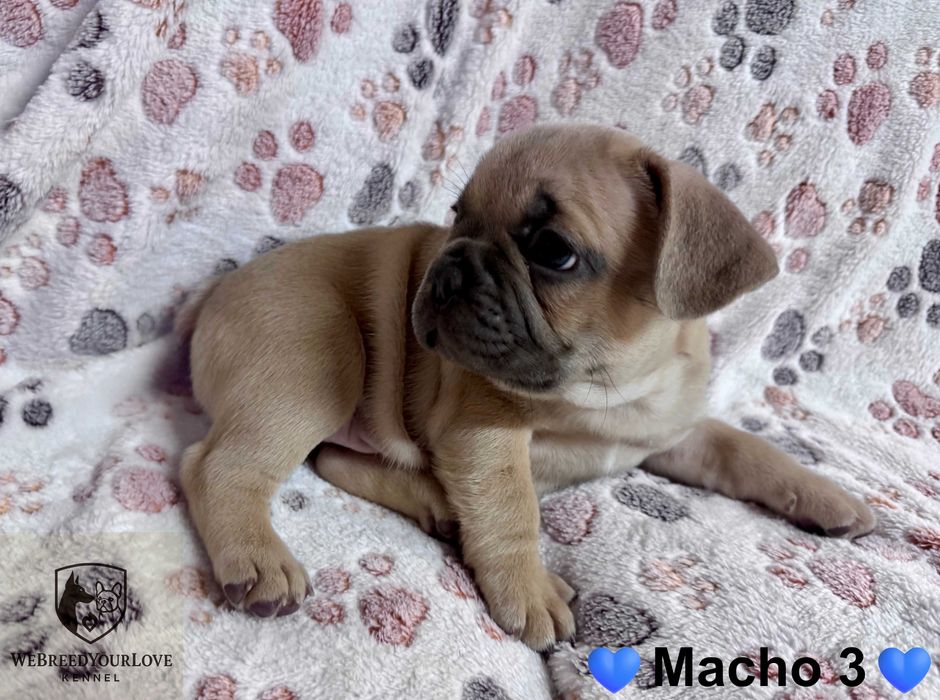 Buldogue Francês Premium – beleza, saúde e temperamento perfeitos