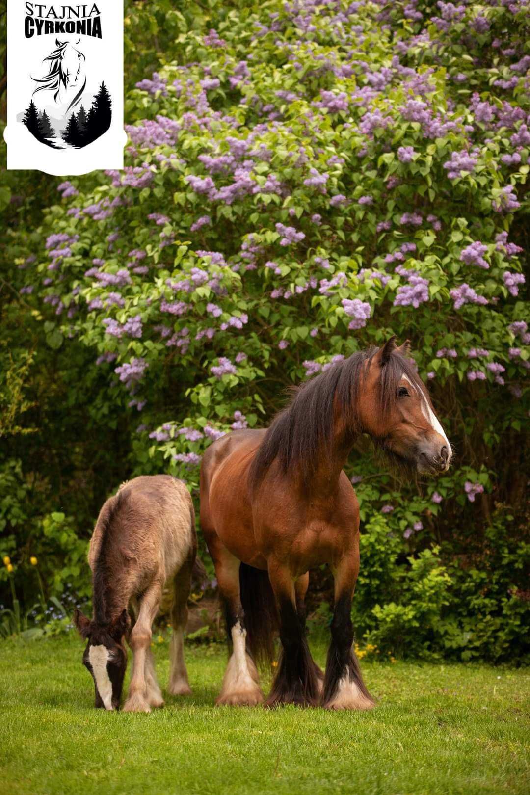 Klacz Gypsy cob /Tinker 4l