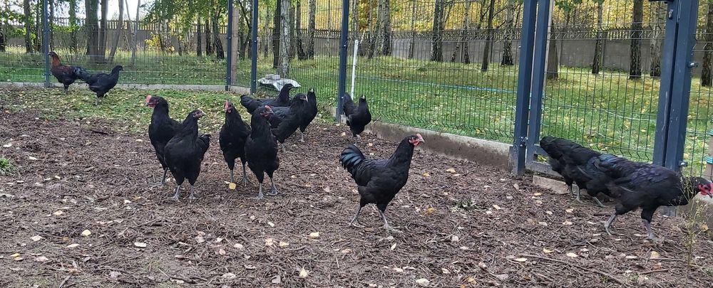 Koguty australorp 4 miesieczne