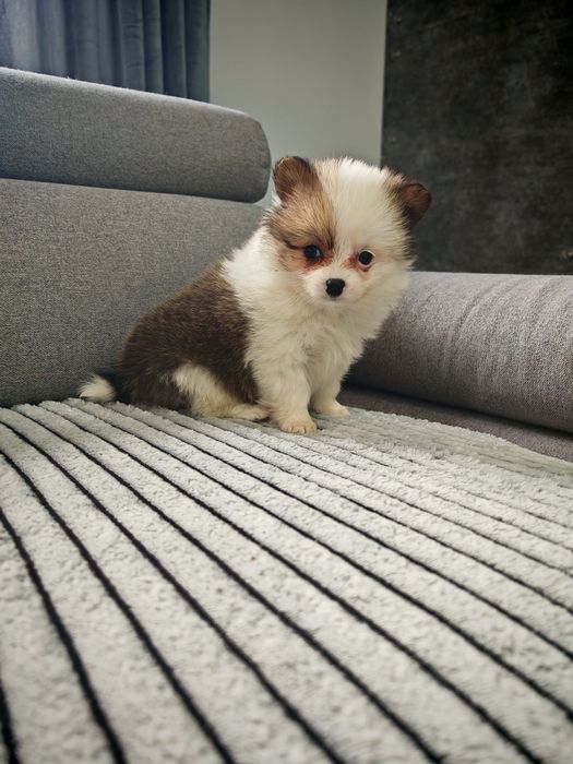 Szpic pomeranian Suczka
