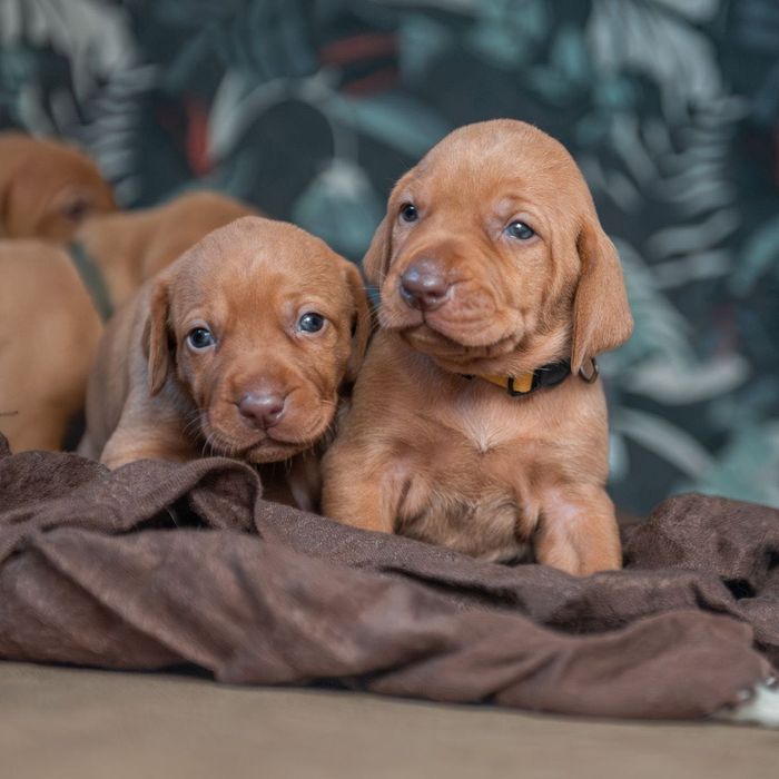 Wyżeł węgierski szczenięta FCI