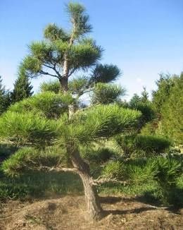 Piękne Bonsai do ogrodu w donicy sosna Pinus Sylvestris