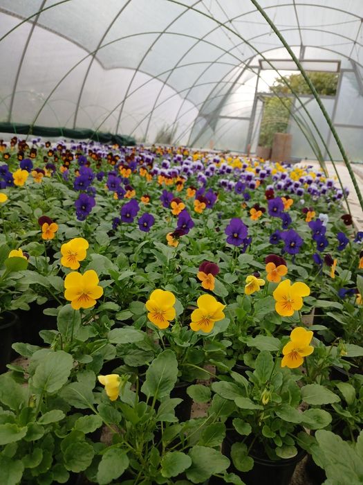 Віола дрібно квіткова    Для клумби  та кашпо