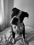Amstaff reproduktor