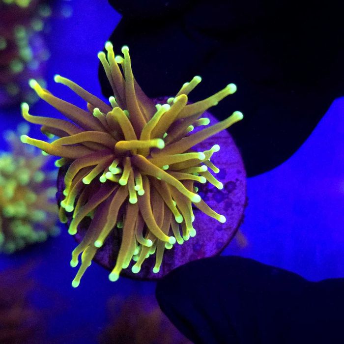 Euphyllia Glabrescens Indo Gold Jedna głowa