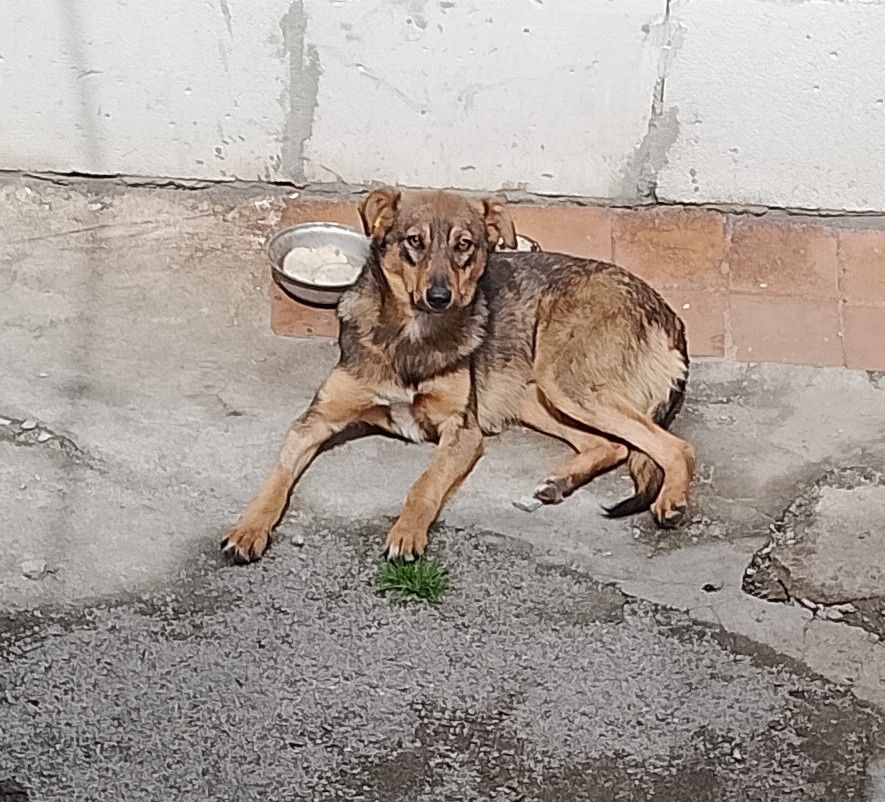 Собачка, цуценя, песик в добрі руки