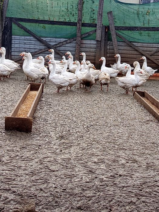 Gęsi kołudzkie białe  ostatnie sztuki