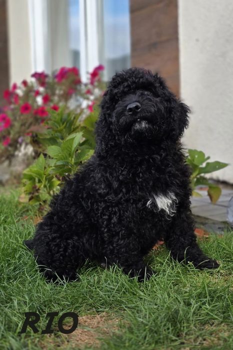 Hiszpański Pies Dowodny FCI