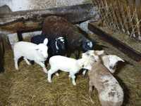 Owce z mlodymi nolana, jagnice młode, młode baranki nolana