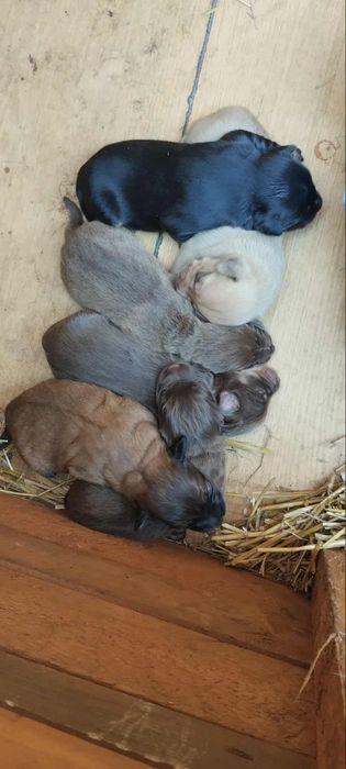 6 pięknych szczeniąt  do oddania
