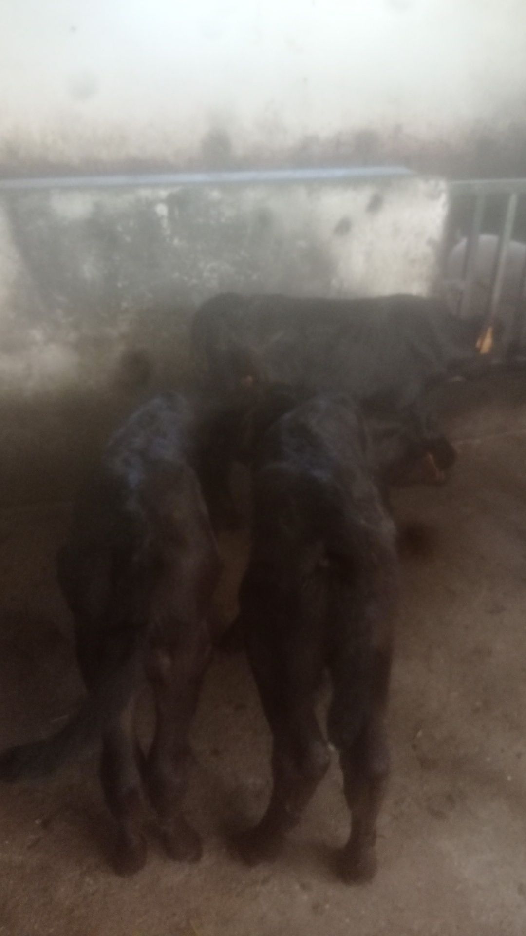 Vendo vitelos cruzados de Angus e limosine preto