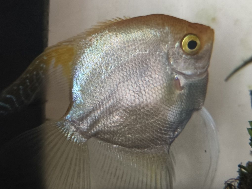 Peixinhos de aquário