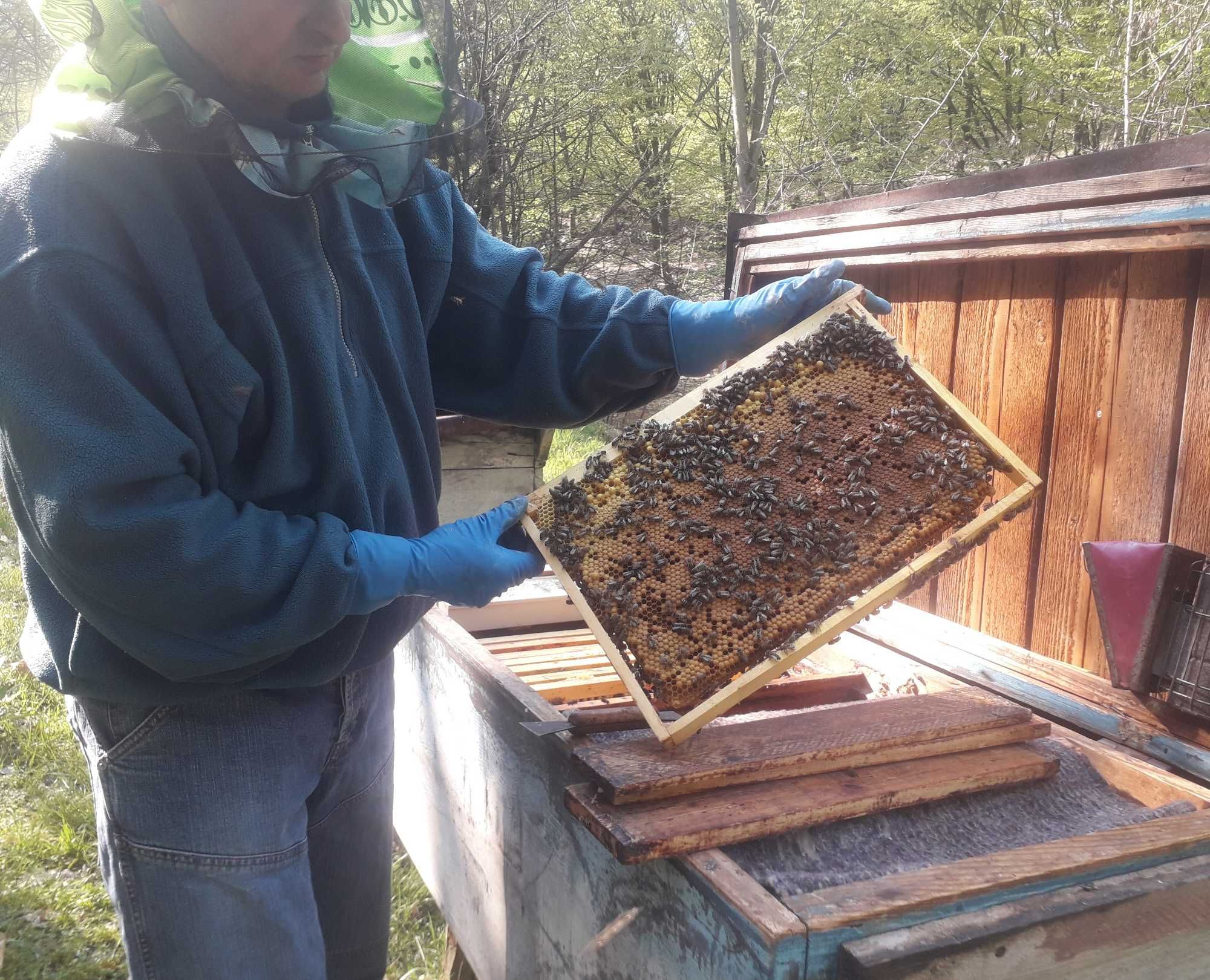 Продам бджолопакети