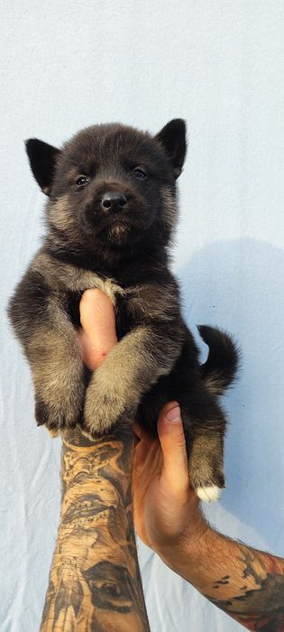 Хлопчик! Продам!