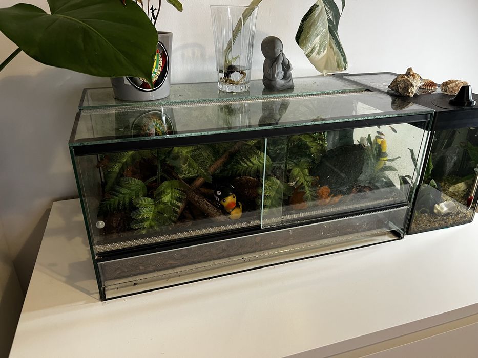 terrarium zamiana
