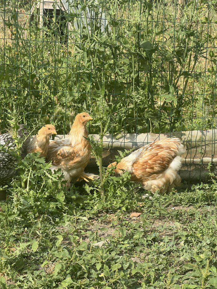 Pintos brahma red pyle