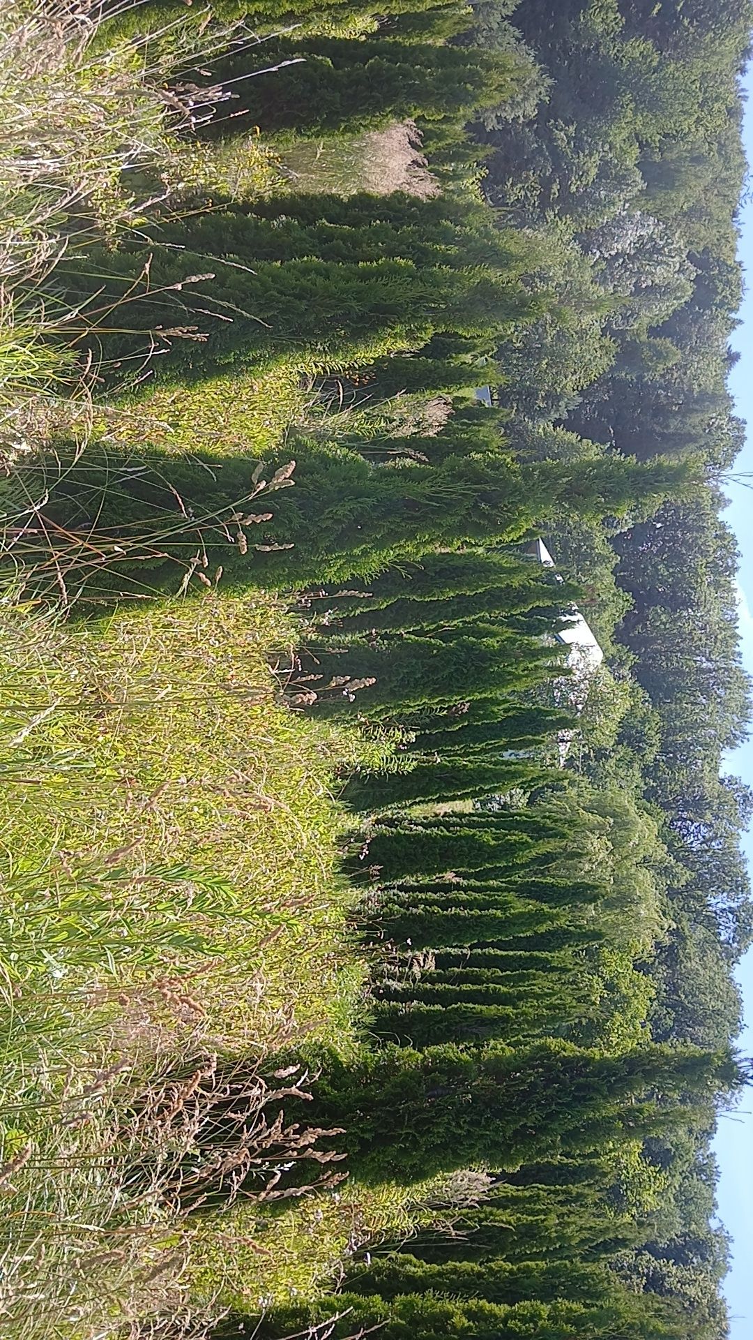 Tuje szmaragdowe