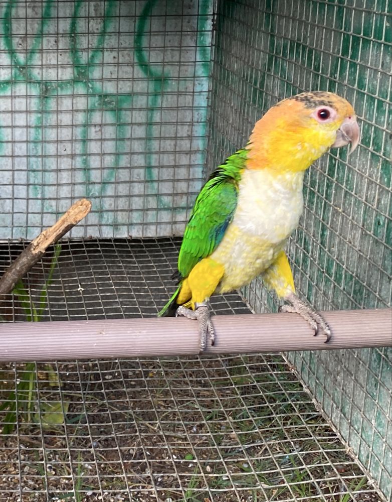 Marianinhas cabeça amarela