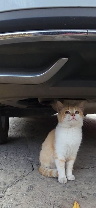 Кошеня, котик, в добрі руки