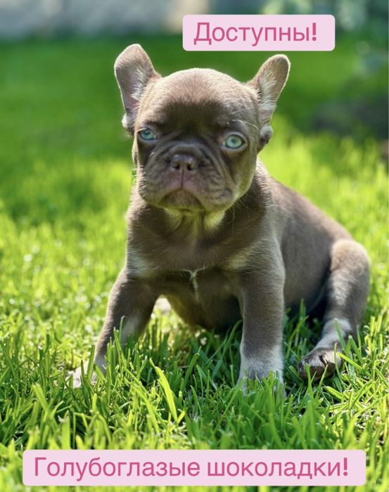 Вип французики с не реально голубыми глазами