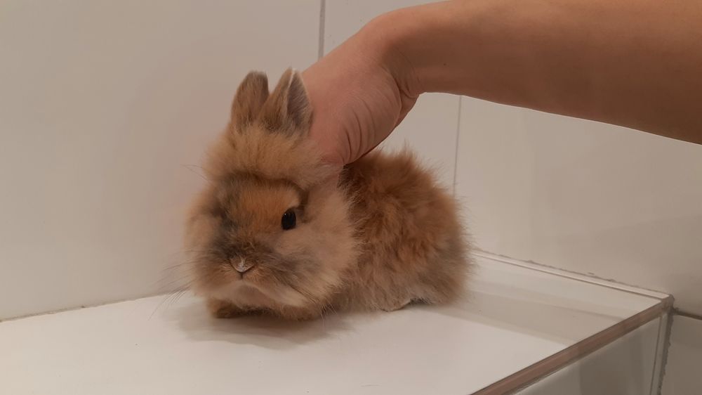 Карликовые миниатюрные декоративные вислоухие и торчеухие кролики