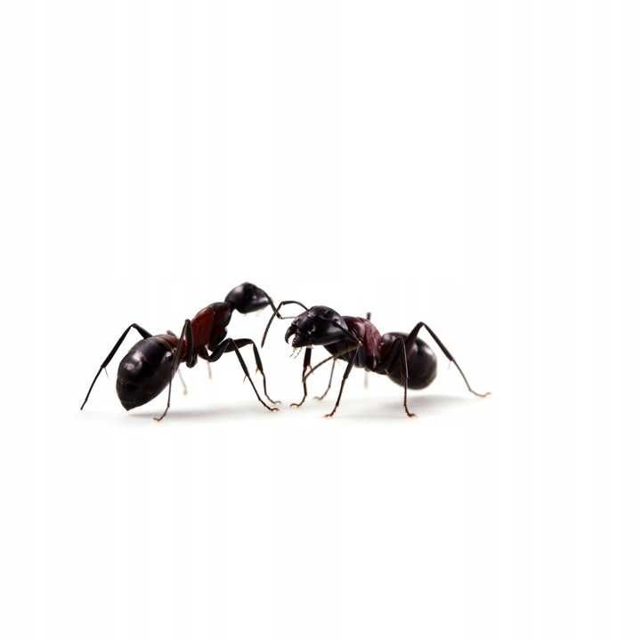 Anty Mrówka Naturalny Silny Środek Proszek Na Mrówki Faraonki 1kg