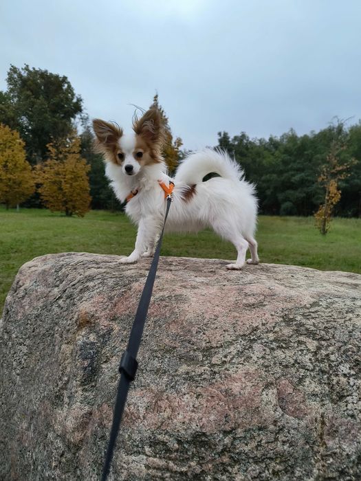 Papillon piesek import