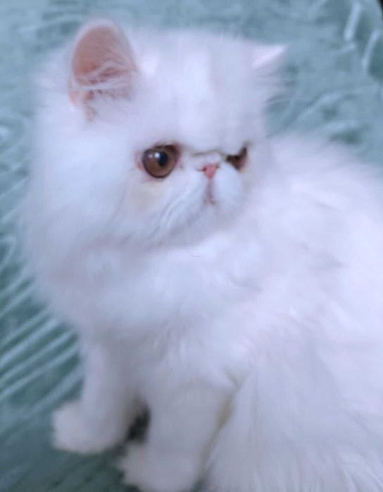 Kocurek perski rodowodowy 5 miesięczny