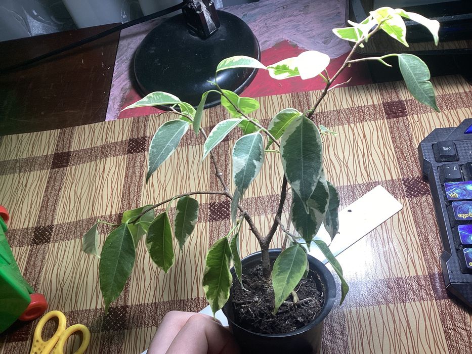 Фикус Бельджамино (2річний)