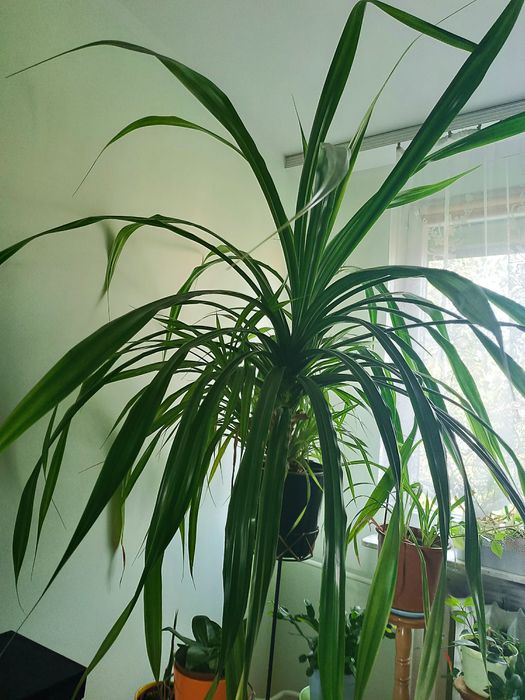 Pandan, roślina zielona, do domu