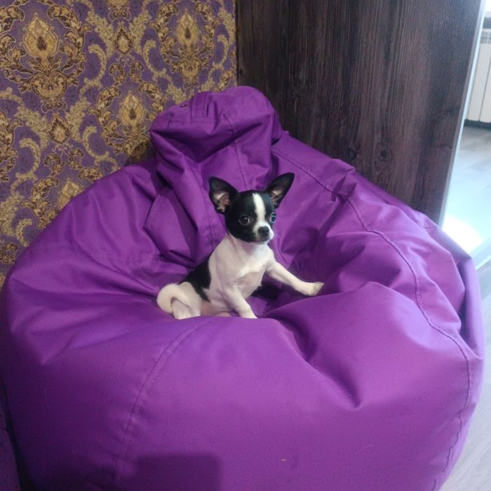 Залишився один красунчик чіхуахуа