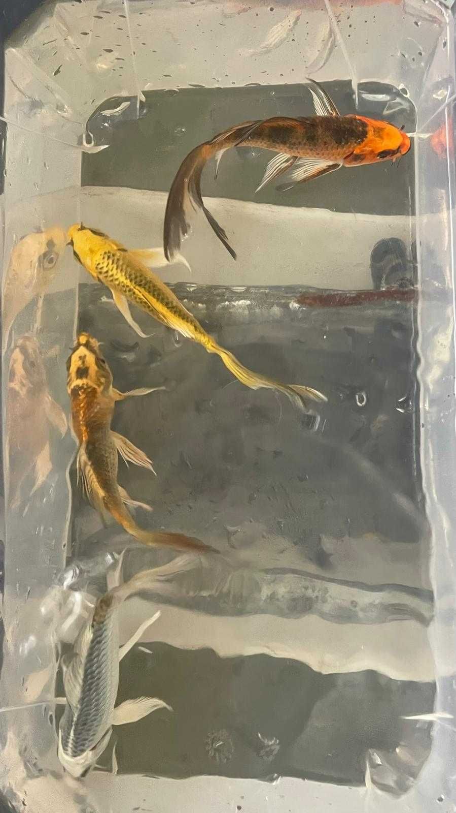 Carpa Koi Véu 12/15cm