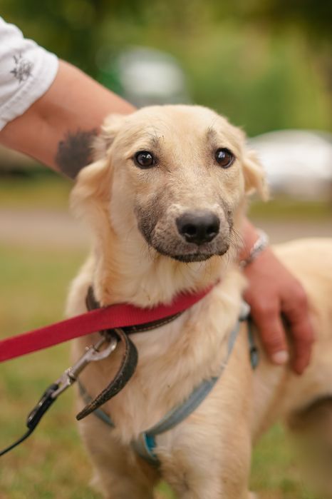 Ніжна собачка Верона хоче додому!